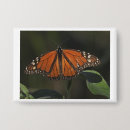 Zoek naar oranje vlinder buttons Insect