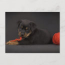 Recherche de petit chiot cartes postales Enfant