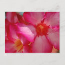 Recherche de fleurs des caraïbes cartes postales Jamaïque