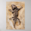 Recherche de squelette de dinosaure posters Fossile