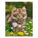 Recherche de ragondin posters Animal