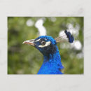 Zoek naar veer pauw briefkaarten Wild