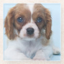 Zoek naar cavalier king charles spaniel onderzetters Puppy
