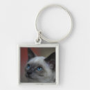 Recherche de chaton siamois Plaisir