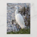Recherche de grand héron blanc posters Animaux