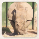 Recherche de rhinocéros dessous de verres Sauvage