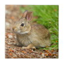 Recherche de lapin de lapin carreaux Printemps