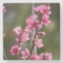 Recherche de arbre fleur de dessous de verres Rose