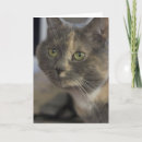 Recherche de chat gris et blanc vœux cartes Photographie
