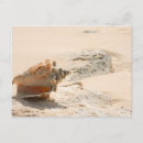 Recherche de plage de coquillages cartes postales Côte