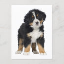 Recherche de bouvier cartes postales Chien