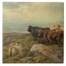 Recherche de bétail carreaux L'ecosse