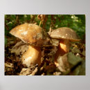 Recherche de mushrooms posters Food