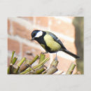 Recherche de petit oiseau cartes postales Pour tous