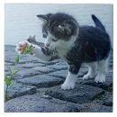 Recherche de chaton mignon carreaux Petit chat