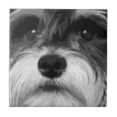 Recherche de miniature carreaux Schnauzer