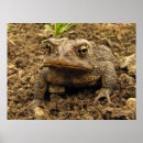 Recherche de grenouille mignonne posters Animal