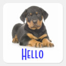 Recherche de chiot rottweiler autocollants Chiots