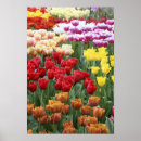 Zoek naar nederlandse posters Rood