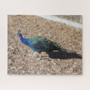 Recherche de faisans puzzles Nature