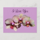 Zoek naar orchidee briefkaarten Zomer