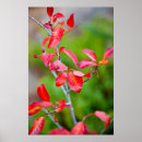 Recherche de comestible posters Automne