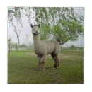 Zoek naar alpaca tegels Dier