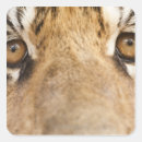 Recherche de oeil animal autocollants Nature