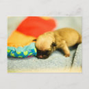 Zoek naar nieuwe baby briefkaarten Hond