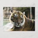 Recherche de rayures de tigre cartes postales Tigres