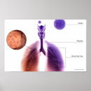 Recherche de organes humains posters Vue