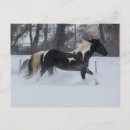 Recherche de chevaux sauvages cartes postales Quart de cheval