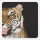 Zoek naar agressie stickers Gevaar