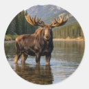 Zoek naar elanden stickers Wildernis