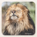 Zoek naar leeuwen onderzetters Wildfotografie