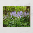 Zoek naar bluebell briefkaarten Hout