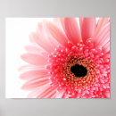 Recherche de gerbera art Botanique
