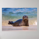 Recherche de la jolla posters Faune