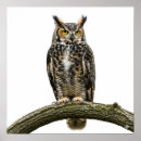 Zoek naar uil posters Wild