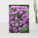 Recherche de rhododendrons vœux cartes Floral