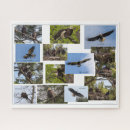 Recherche de aigles puzzles Nature