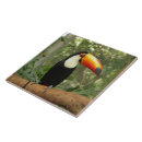 Recherche de oiseaux tropicaux carreaux Jungle tropicale