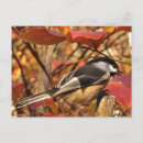 Recherche de bécasseaux cartes postales Nature