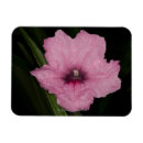 Recherche de pétunia magnets Nature