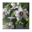 Zoek naar rose tegels Bloemen