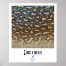 Zoek naar vliegvissers posters Visserij