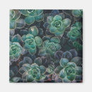 Recherche de succulent magnets Plantes