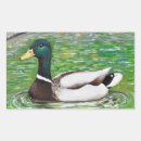 Recherche de étang de canard autocollants Mallalard