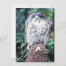 Recherche de australie invitations Animal