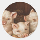 Recherche de cute pig autocollants Animaux de ferme